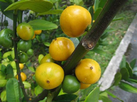 福木的葉子|福木Garcinia subelliptica藤黃科